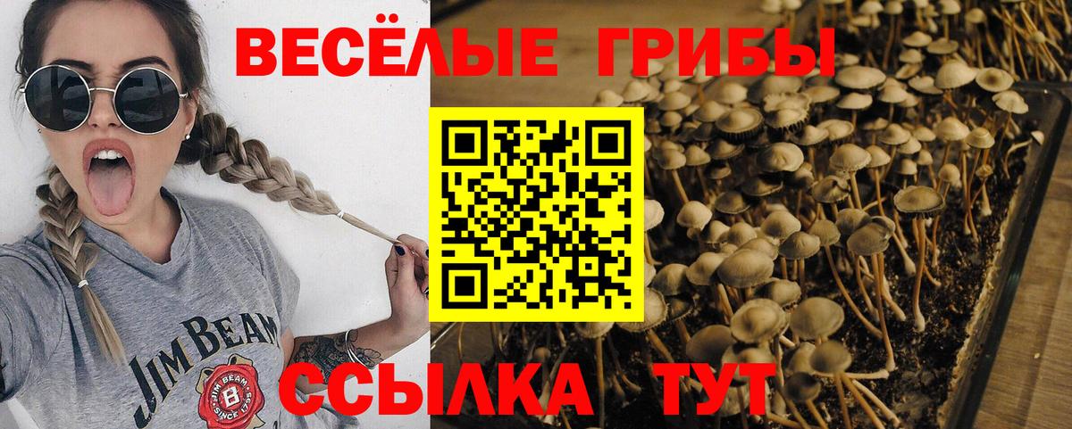 Рубцовск  Галлюциногенные грибы Psilocybe  Вход с VPN  купить  цена  Галлюциногенные грибы ЛСД 