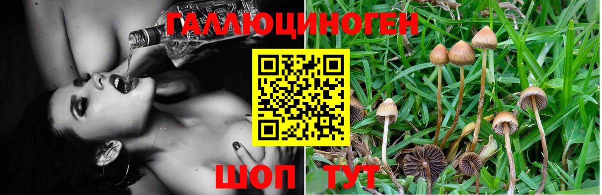 где купить наркоту  Вход с VPN  Рубцовск  Псилоцибиновые грибы MAGIC MUSHROOMS 